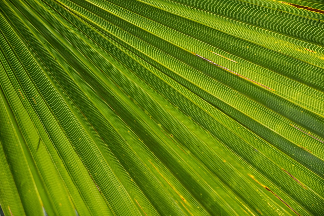 palm-tree-366843_1280